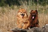 SPITZ ALLEMAND 455